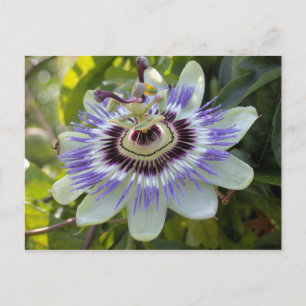 Passiflora edulis forma flavicarpa (Passion Flower Postcard