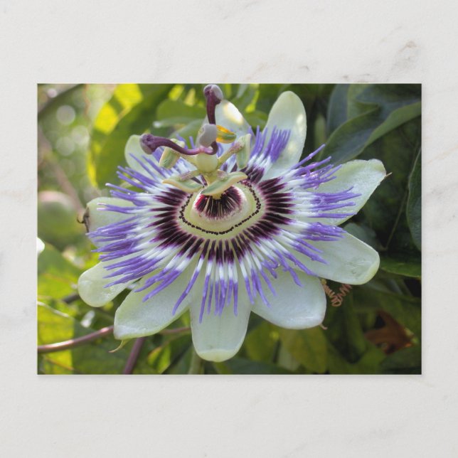 Passiflora edulis forma flavicarpa (Passion Flower Postcard (Front)