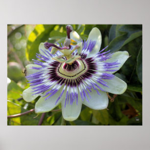 Passiflora edulis forma flavicarpa (Passion Flower Poster