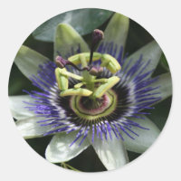 Passiflora Fleur de la Passion Round Sticker