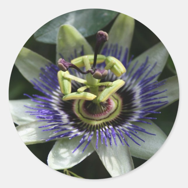 Passiflora Fleur de la Passion Round Sticker (Front)
