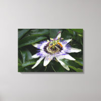 Passiflora - Floral Photography