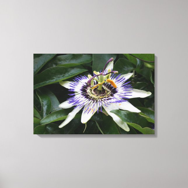 Passiflora - Floral Photography Canvas Print (Front)