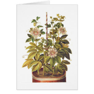 Passiflora incarnata