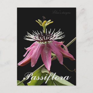 Passiflora Postcard