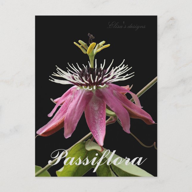 Passiflora Postcard (Front)