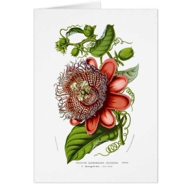 Passiflora quadrangularis decaisneana (Front)
