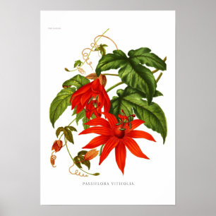 Passiflora vitifolia poster
