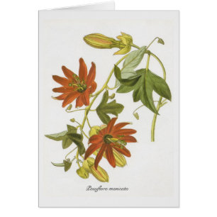 Passion flower