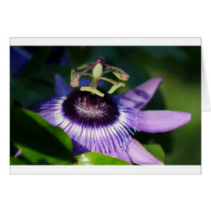Passion Flower