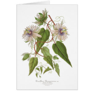 Passion flower