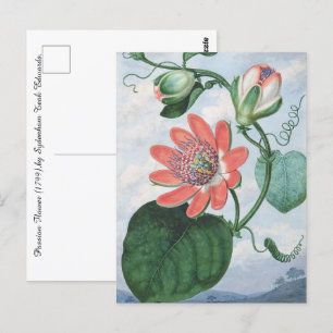 Passion Flower (1799),by Sydenham Teak Edwards.  Postcard