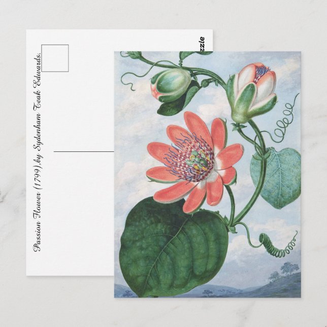 Passion Flower (1799),by Sydenham Teak Edwards.  Postcard (Front/Back)