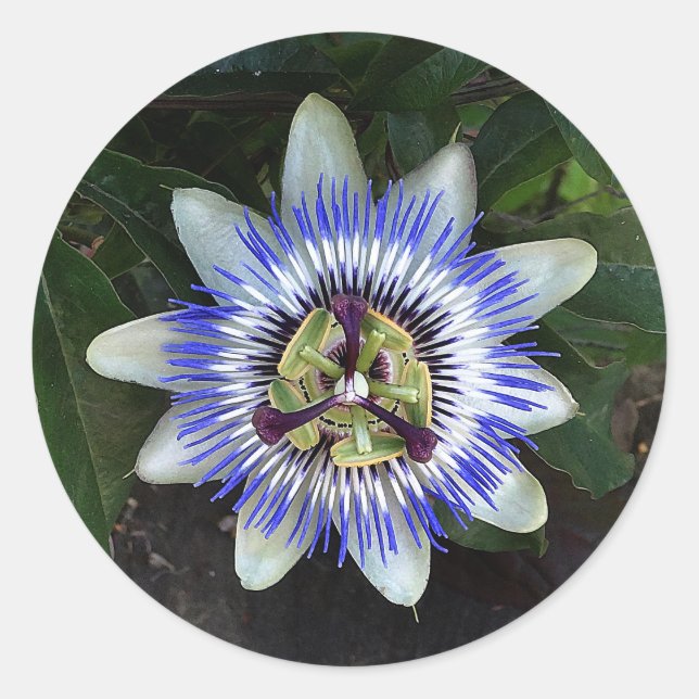 Passion Flower #2 Stickers (Front)