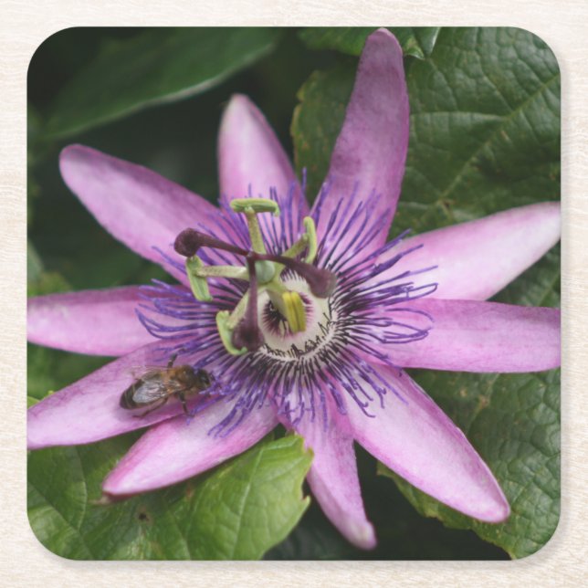 Passion flower Coaster (Front)