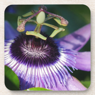 Passion Flower Coaster