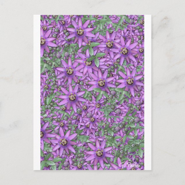 Passion Flower Explosion Postcard (Front)