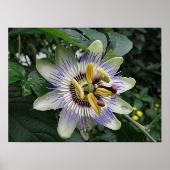 Passion Flower Macro Print (Front)