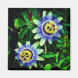 Passion Flower Magnet