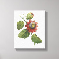 passion flower(Passiflora alata) by Redouté