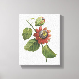 passion flower(Passiflora alata) by Redouté Canvas Print