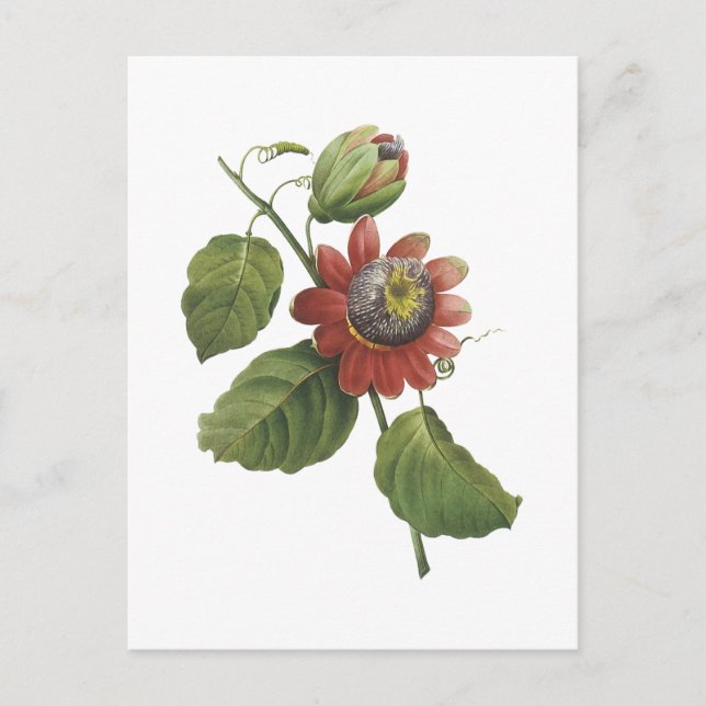 passion flower(Passiflora alata) by Redouté Postcard (Front)