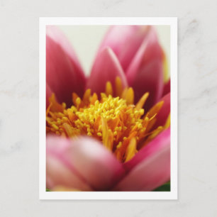 Passion Flower Postcard