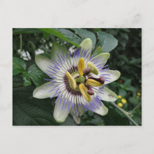 Passion Flower Postcard