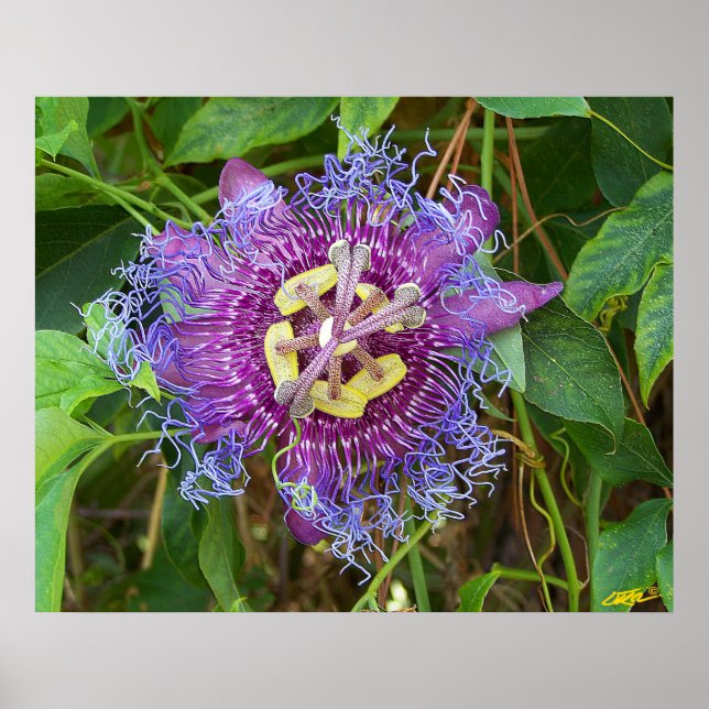 Passion Flower Poster (Front)