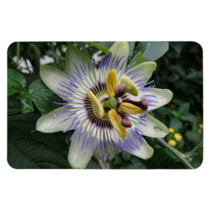 Passion Flower Premium Magnet