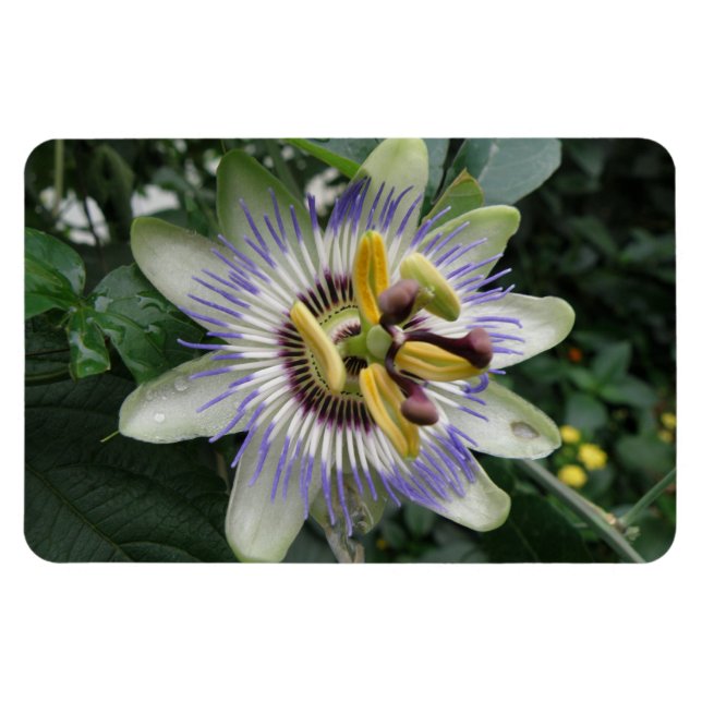 Passion Flower Premium Magnet (Horizontal)