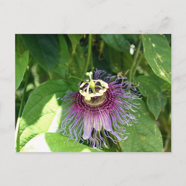Passion Flower - Purple Postcard (Front)