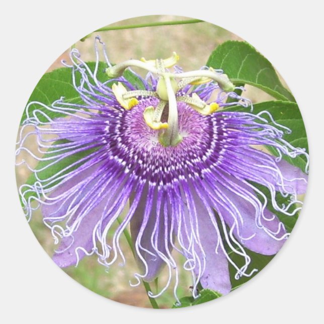 Passion Flower Stickers (Front)