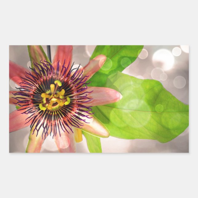 Passion Fruit Flower Rectangular Sticker (Front)