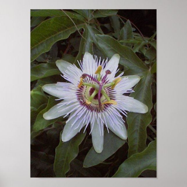 Passion Fruit Vine Flower Poster (Front)