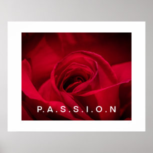 Passion Red Rose Poster