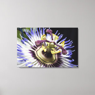Passionflower close-up (MR) Canvas Print