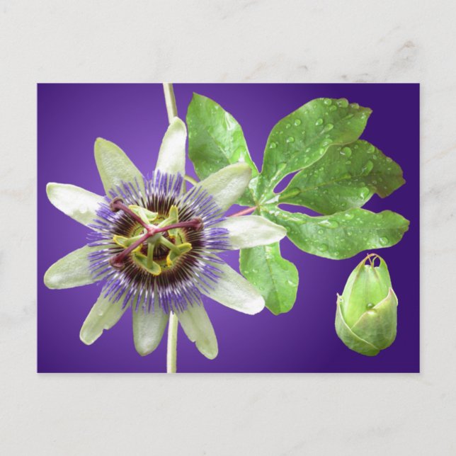 Passionflower Postcard (Front)