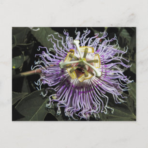 Passionflower Postcard