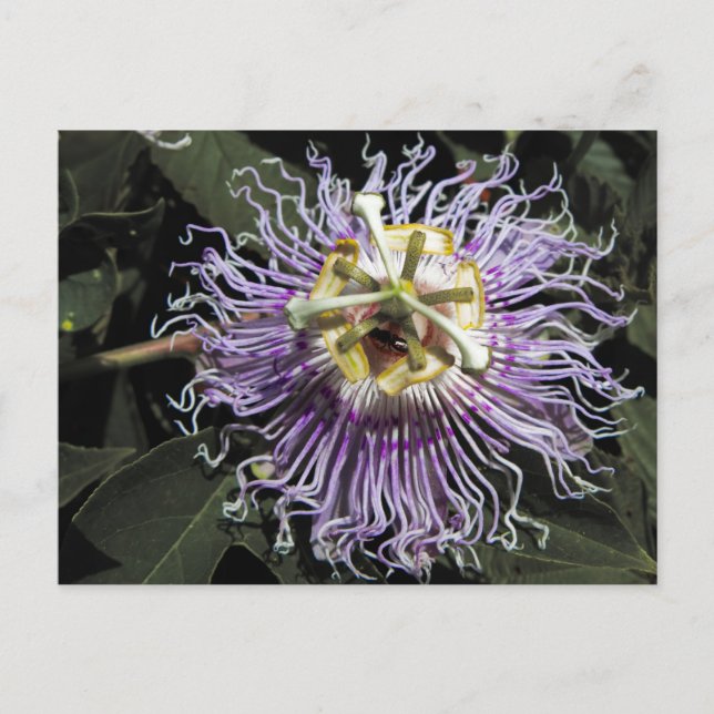Passionflower Postcard (Front)