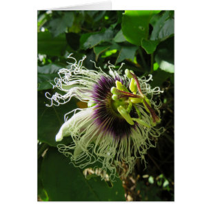 Passionfruit Blossom