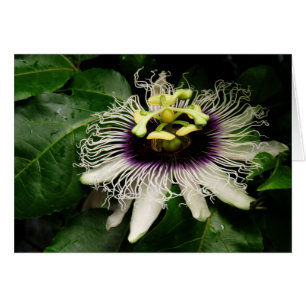 Passionfruit Blossom