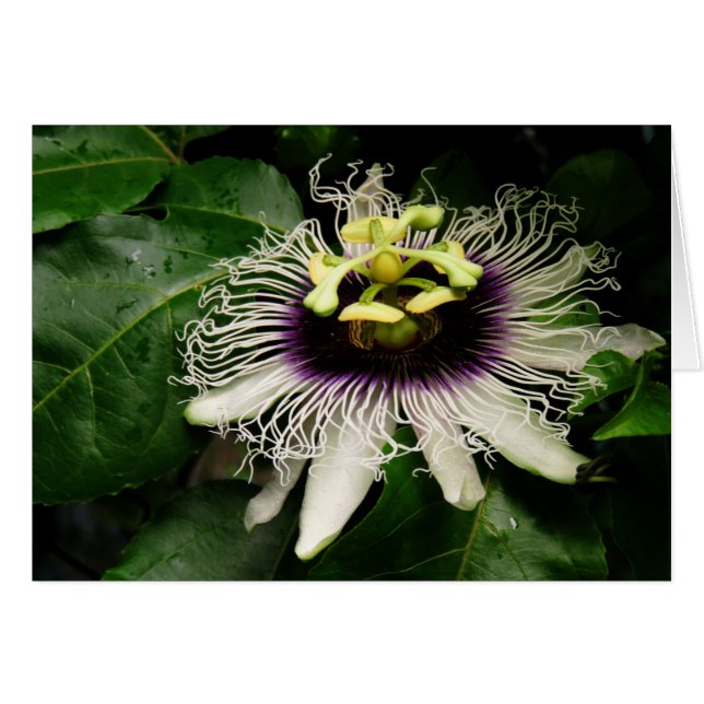 Passionfruit Blossom (Front Horizontal)
