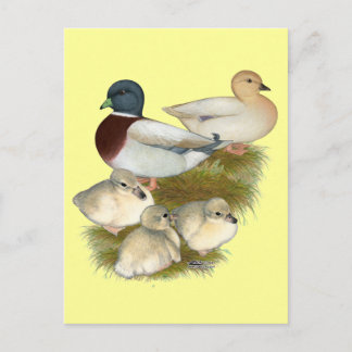 Pastel Call Duck Family Postcard