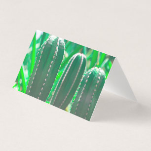 Pastel Green cactus plant leaves pastel