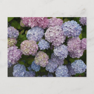 Pastel Hydrangea Flowers Close Up DIY Postcard