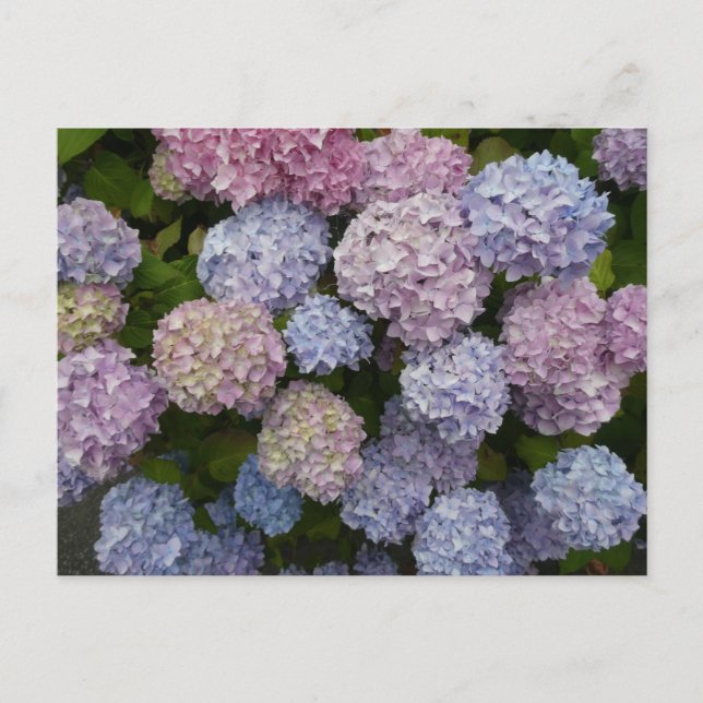 Pastel Hydrangea Flowers Close Up DIY Postcard (Front)