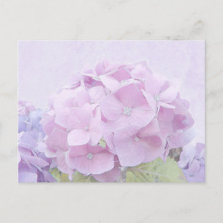 Pastel Hydrangea Flowers Postcard