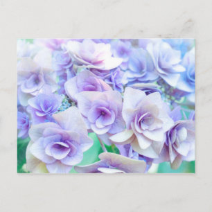 pastel hydrangea postcard