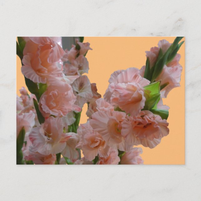 Pastel Orange Pink Gladioli Cust. DIY Postcard (Front)